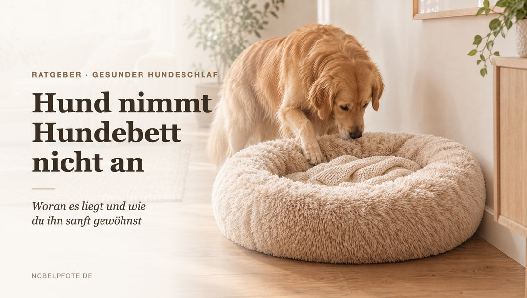 Golden Retriever schnuppert neugierig an seinem neuen beigen Hundebett im Wohnzimmer