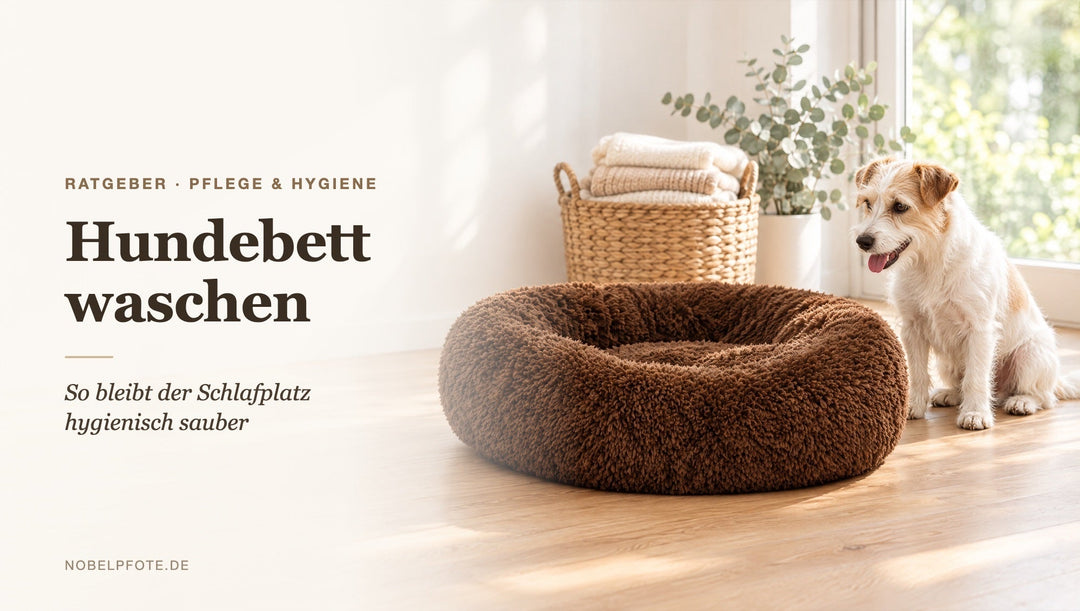 Frisch gewaschenes braunes Hundebett am sonnigen Fenster, daneben ein Wäschekorb und ein kleiner Terrier